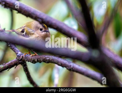 Der Goldwappen (Regulus regulus) ist der kleinste Vogel in Europa. Er ist nur 3-4 cm lang und wiegt weniger als einen Cent. Es ist klein, hell Stockfoto