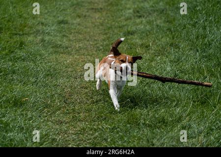 Ein Parson Russell Terrier, der Fetch mit einem Stock am Fluss Eamont bei Penrith Cumbria spielt Stockfoto