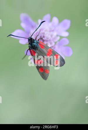 Ein Makro einer Motte, der eng umrandete Fünffleck-burnet ( Zygaena Lonicerae ) auf einer violetten Blume, pastellgrüner Hintergrund, Kopierraum, Negativraum Stockfoto