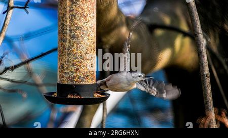 Weiße Brüste Nuthatch fliegt vom Feeder weg Stockfoto