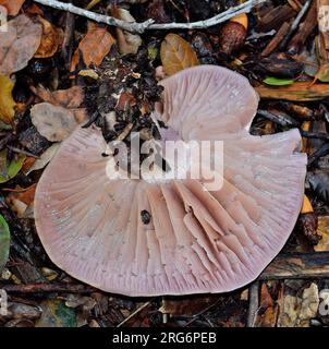 Pilze wachsen im Cann Park in Union City, Kalifornien Stockfoto