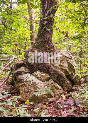 Im Shenandoah-Nationalpark, Virginia, USA, sind die Baumwurzeln auf elegante Weise um eine faszinierende Felsformation gekehrt. Stockfoto