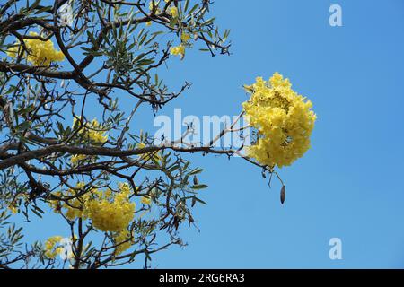 Gelbe Blumen auf Bäumen vor hellblauem Himmel, Sommerzeit, romantisches Gefühl Stockfoto