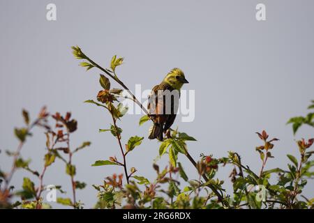 Ein männlicher Gelbwäscher (emberiza citrinella), der auf einem dünnen Zweig in einer Hecke sitzt, Cambridgeshire, Großbritannien Stockfoto