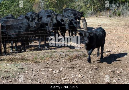 Die Kuhherde sieht zu, wie eines der jüngeren Kälber zu führen scheint. Stockfoto