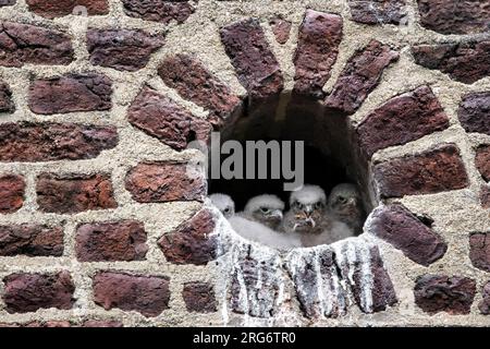 Vier flauschige Falkenbabys in ihrem Nest in einem Loch in einer Wand eines Hauses, eines isst eine Maus, Augenkontakt Stockfoto