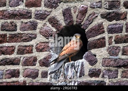 Ein Falco tinnunculus, der in einem Loch in einer Mauer aus roten Ziegeln sitzt Stockfoto