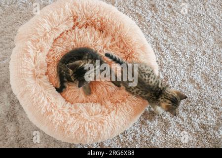 Accessoires und Betten für Katzen. Kätzchen in einem flauschigen rosa Bett auf einem flauschigen beigen Teppich.Home niedliche Haustiere. Katzenspielzeug. Für Haustiere spielen Stockfoto