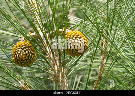 Junge zwei weibliche Zapfen auf einem Ast mit langen Nadeln, Digger Pine Pinus sabiniana, California Foothill Pine Stockfoto