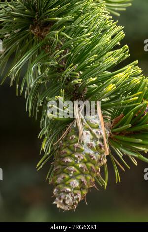 Rocky Mountain Bristlecone, Kiefernzapfen, Pinus aristata weiblicher Zapfen Stockfoto