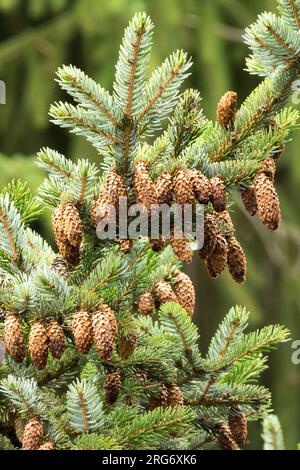 Weibliche Zapfen, Yezo Spruce, Zapfen, Picea jezoensis Stockfoto