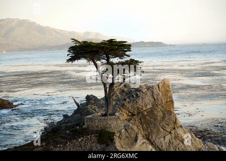 PEPPLE BEACH, USA - 26. JULI 2008: Einsame Zypresse bei Sonnenuntergang in Pebble Beach, USA. Seit 250 Jahren steht diese einsame Zypresse auf dem Hügel und ist nowad Stockfoto