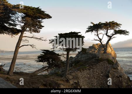 PEPPLE BEACH, USA - 26. JULI 2008: Einsame Zypresse bei Sonnenuntergang in Pebble Beach, USA. Seit 250 Jahren steht diese einsame Zypresse auf dem Hügel und ist nowad Stockfoto