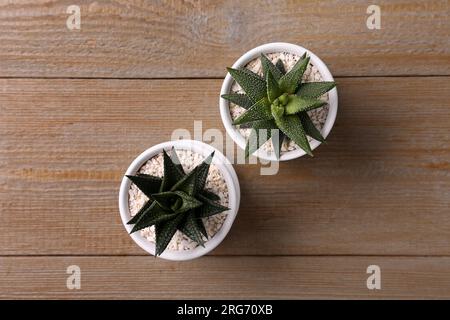 Saftige Pflanzen in Töpfen auf Holztisch, flach liegend Stockfoto