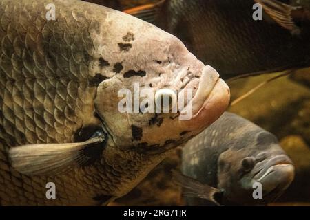 Nahaufnahme von Fischen im Wasser Stockfoto