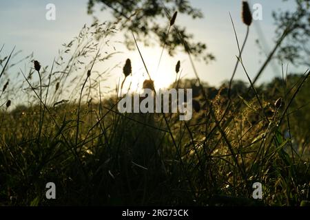 Kinder, die an einem windigen Tag in einem Park in der Nähe eines Sees mit viel Sonne und wunderschönen Aufnahmen von Natur und Pflanzen durch grüne Grasfelder spazieren. Stockfoto