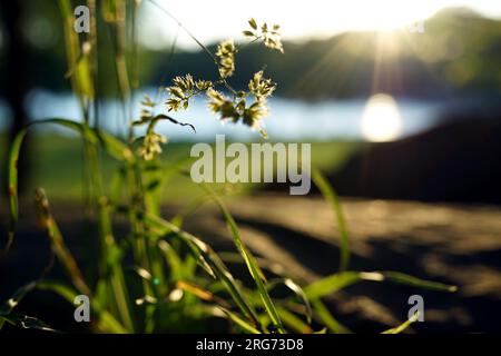 Kinder, die an einem windigen Tag in einem Park in der Nähe eines Sees mit viel Sonne und wunderschönen Aufnahmen von Natur und Pflanzen durch grüne Grasfelder spazieren. Stockfoto