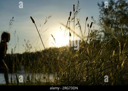 Kinder, die an einem windigen Tag in einem Park in der Nähe eines Sees mit viel Sonne und wunderschönen Aufnahmen von Natur und Pflanzen durch grüne Grasfelder spazieren. Stockfoto