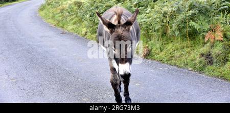 Duddon Valley, Cumbria, Vereinigtes Königreich, 7. August 2023. Der Esel auf der Straße in der Nähe von Seathwaite versucht, dem Fotografen gegenüber freundlich zu sein, und sieht so aus, als wäre ein Leckerbissen willkommen. Ein Spaziergang bei Sonnenaufgang, Beginn um 04,30am Uhr, vor Sonnenaufgang (heute 04,58 Uhr (deutscher Zeit), von der Cockley Beck Farm bis zum Gipfel der Walna Scar Track oder Straße, im oberen Bereich des Duddon Valley, Lake District National Park, Cumbria, Großbritannien. Berge, Fells, Wandern, Wandern, Wandern, Seen, cumbrian. Kredit: Terry Waller/Alamy Live News Stockfoto