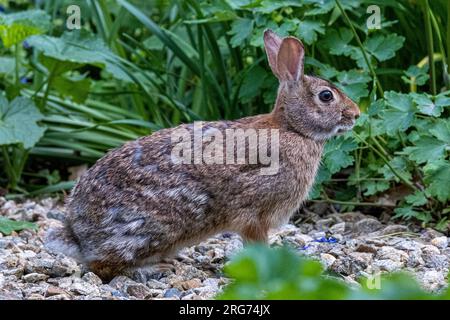 Ein östlicher Hase Stockfoto