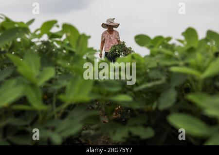 Peking, Chinas Provinz Henan. 7. Aug. 2023. Ein Bauer pflanzt ein Erdnussfeld in der Gemeinde Zhangbaqiao im Baofeng County, der Provinz Henan in Zentralchina, 7. August 2023. Am Dienstag steht "Liqiu", oder der Herbstbeginn, der erste Herbsttag im chinesischen Mondkalender. Landwirte in verschiedenen Gebieten des Landes sind mit der Ernte beschäftigt. Kredit: He Wuchang/Xinhua/Alamy Live News Stockfoto