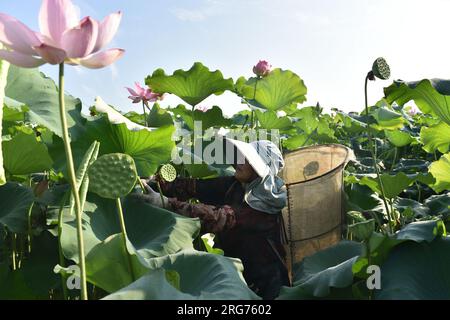 Peking, Chinas Provinz Hunan. 7. Aug. 2023. Ein Landwirt sammelt Lotusseedpocken im Bezirk Hengdong in der Stadt Hengyang in der zentralchinesischen Provinz Hunan, 7. August 2023. Am Dienstag steht "Liqiu", oder der Herbstbeginn, der erste Herbsttag im chinesischen Mondkalender. Landwirte in verschiedenen Gebieten des Landes sind mit der Ernte beschäftigt. Kredit: Xiao Yahui/Xinhua/Alamy Live News Stockfoto