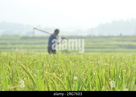 Peking, Chinas Provinz Hunan. 7. Aug. 2023. Ein Landwirt arbeitet auf einem Feld in Shuangfeng County, Loudi City, in der zentralchinesischen Provinz Hunan, 7. August 2023. Am Dienstag steht "Liqiu", oder der Herbstbeginn, der erste Herbsttag im chinesischen Mondkalender. Landwirte in verschiedenen Gebieten des Landes sind mit der Ernte beschäftigt. Kredit: Li Jianxin/Xinhua/Alamy Live News Stockfoto