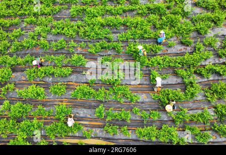 Peking, China. 7. Aug. 2023. Dieses Luftfoto wurde am 7. August 2023 aufgenommen und zeigt Bauern, die in einem Teegarten im Bezirk Wulingyuan in der Stadt Zhangjiajie, der Provinz Hunan in Zentralchina, frische Teeblätter pflücken. Am Dienstag steht "Liqiu", oder der Herbstbeginn, der erste Herbsttag im chinesischen Mondkalender. Landwirte in verschiedenen Gebieten des Landes sind mit der Ernte beschäftigt. Kredit: Wu Yongbing/Xinhua/Alamy Live News Stockfoto