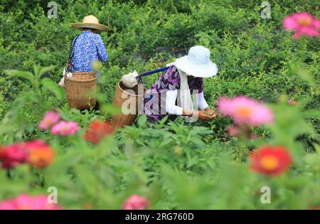 Peking, Chinas Provinz Hunan. 7. Aug. 2023. Am 7. August 2023 pflücken die Bauern in einem Teegarten im Stadtteil Wulingyuan in Zhangjiajie, der zentralchinesischen Provinz Hunan, frische Teeblätter. Am Dienstag steht "Liqiu", oder der Herbstbeginn, der erste Herbsttag im chinesischen Mondkalender. Landwirte in verschiedenen Gebieten des Landes sind mit der Ernte beschäftigt. Kredit: Wu Yongbing/Xinhua/Alamy Live News Stockfoto