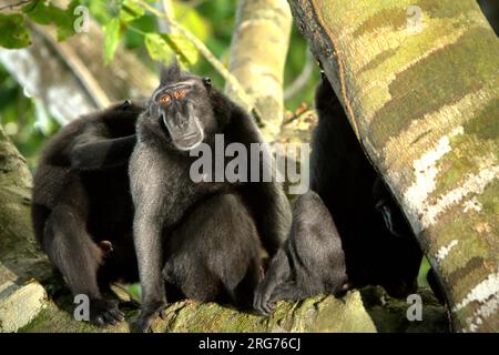 Eine Gruppe von Kammmakaken (Macaca nigra), die auf einem Zweig eines Baumes im Wald von Tangkoko, Nord-Sulawesi, Indonesien, sitzen. Die Temperatur im Wald von Tangkoko steigt, und die Obstreichtümer insgesamt sinken. „Zwischen 2012 und 2020 stiegen die Temperaturen im Wald um bis zu 0,2 Grad Celsius pro Jahr an, und der Obstreichtum ging insgesamt um 1 Prozent pro Jahr zurück“, schrieb ein Team von Wissenschaftlern unter der Leitung von Marine Joly im Juli 2023 im International Journal of Primatology (Zugriff über Springer). Stockfoto