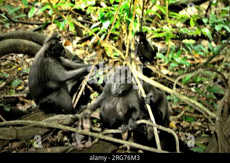 Nachkommen von Sulawesi-Schwarzkammmakaken (Macaca nigra) spielen unter der Obhut einer Gruppe erwachsener Individuen im Naturschutzgebiet Tangkoko, North Sulawesi, Indonesien. Männliche Kammmakaken reagieren selten (11 Prozent) auf Schreie von Säuglingen, die an agonistischen Interaktionen beteiligt sind, so ein Team von Primaten-Wissenschaftlern unter Leitung von Daphne Kerhoas in ihrem Bericht vom Juli 2023 im International Journal of Primatology. „Wir fanden auch heraus, dass Männer, die der beste Freund der Mutter waren, etwas eher auf die Schreie eines Säuglings reagierten als Männer, die nicht die besten Freunde der Mutter waren“, schrieben sie. Stockfoto