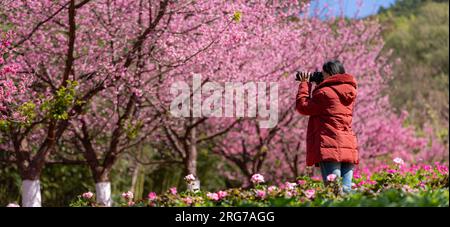 Fotografin, die im Garten Kirschblüten fotografiert. Reisen Sie Nach Thailand Stockfoto