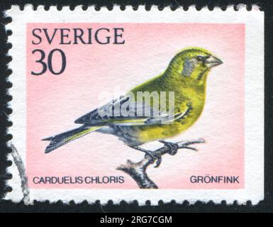 SCHWEDEN - CIRCA 1970: Von Schweden gedruckter Stempel zeigt Greenfinch, circa 1970 Stockfoto