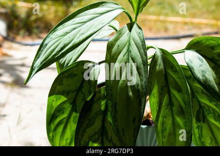 Aglaonema Maria Christina Hauspflanze Blätter Stockfoto