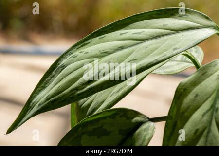 Aglaonema Maria Christina Hauspflanze Blätter Stockfoto