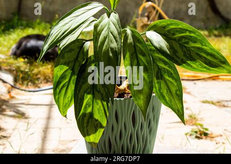 Aglaonema Maria Christina Hauspflanze Blätter Stockfoto