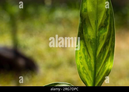 Aglaonema Maria Christina Hauspflanze Blätter Stockfoto