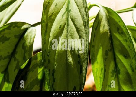 Aglaonema Maria Christina Hauspflanze Blätter Stockfoto