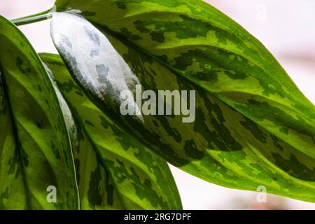 Aglaonema Maria Christina Hauspflanze Blätter Stockfoto