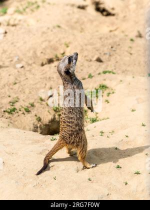 Erdmännchen, eine Mungo-Art, mit Sandhintergrund im Zoo Bochum, Deutschland Stockfoto