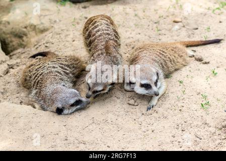 Eine Gruppe von drei Erdmännchen liegt auf dem Sand, einer Mungo-Art, im Zoo Bochum, Deutschland Stockfoto