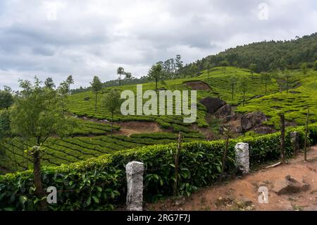 Kerala Indien Reisehintergrund - Panorama von Grüntee-Plantagen in Munnar, Kerala, Indien - Touristenattraktion Stockfoto