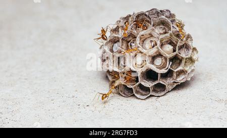 Team von gelben verrückten Ameisen auf dem Wespennest, Amts Teamwork mit Arbeit. Stockfoto