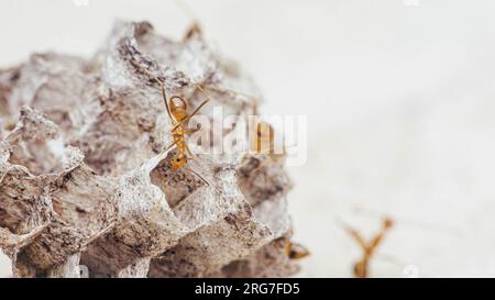 Team von gelben verrückten Ameisen auf dem Wespennest, Amts Teamwork mit Arbeit. Stockfoto