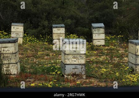 Bienenstöcke leben Stockfoto