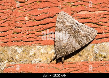 Dorsale Ansicht der roten Unterflügelmotte Catocala nupta, die sich im Sonnenlicht auf einer Ziegelmauer sonnt. Stockfoto