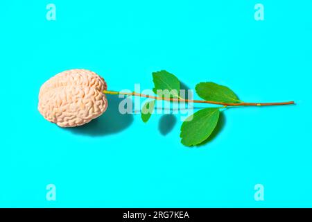 Gehirnblütenzusammensetzung aus einem frischen Stamm mit grünen Blättern und einer Miniatur-anatomischen Nachbildung eines menschlichen Gehirns, isoliert auf blau. Stockfoto