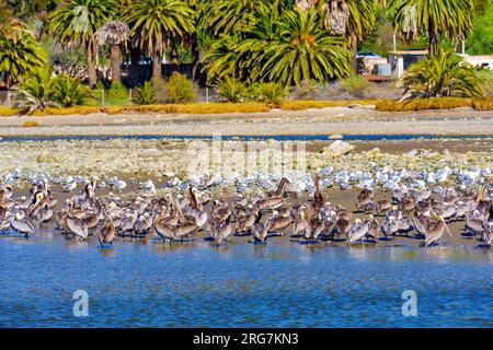 Eine Gruppe brauner Pelikane und Möwen finden Erholung am flachen Wasser der Küste von Malibu vor dem Hintergrund von schwingenden Palmen und Seemöwen Stockfoto