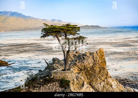 Monterrey, USA - 26. Juli 2008: The Lone Cypress Tree in Pebble Beach, Kalifornien in Monterey, USA. Der Zypressenbaum, der etwa 250 Jahre alt ist, Stockfoto