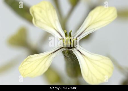 Makrofoto einer weißen Rucola, Eruca vesicaria Rucola. sativa, Blüten, verschwommener Hintergrund, würzig, Rucolasalat Stockfoto